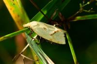 Agapeta hamana