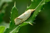 Agapeta hamana