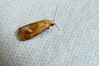 Gynnidomorpha rubricana