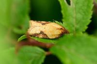 Acleris aspersana