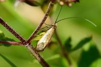 Nemophora metallica