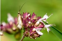 Nemophora metallica