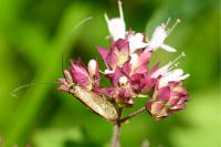 Nemophora metallica