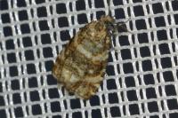 Olethreutes micana