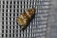 Olethreutes micana