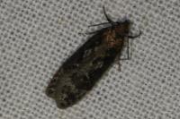 Gelechia sororculella