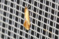 Batia lunaris