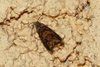 Grapholita janthinana