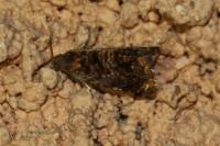 Grapholita janthinana