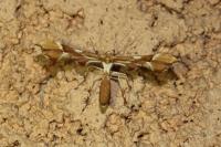 Cnaemidophorus rhododactylus