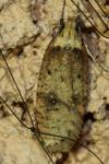 Agonopterix angelicella