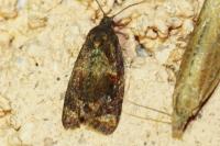 Ditula angustiorana