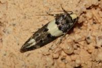 Recurvaria leucatella
