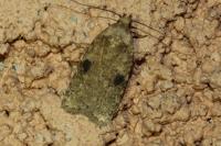 Agonopterix propinquella