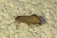 Crassa unitella