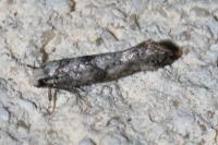 Paraswammerdamia nebulella