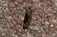 Epinotia solandriana