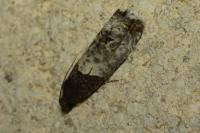 Notocelia roborana