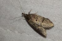 Luquetia lobella