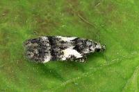 Teleiodes luculella
