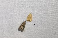 Acleris forsskaleana