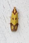 Agapeta zoegana