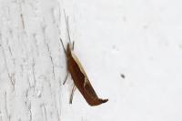 Ypsolopha dentella