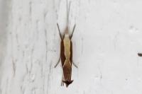 Ypsolopha dentella