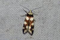 Pseudotelphusa tessella