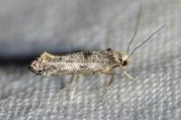 Paraswammerdamia