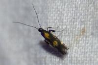 Euspilapteryx auroguttella