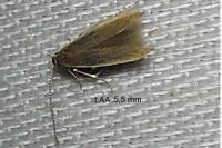 Coleophora flavipennella