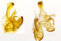 Coleophora flavipennella