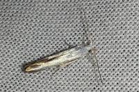 Coleophora ibipennella