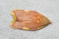 Carcina quercana