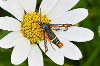 Pyropteron chrysidiforme