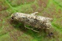 Cnephasia asseclana