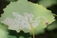 Phyllocnistis labyrinthella