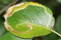 Lyonetia clerkella