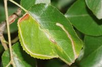 Lyonetia clerkella