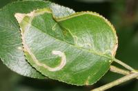 Lyonetia clerkella