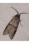 Penestoglossa dardoinella