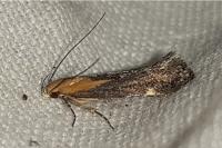 Stomopteryx basalis