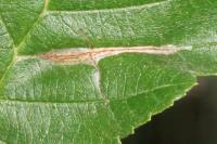 Caloptilia elongella
