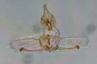 Cnephasia stephensiana