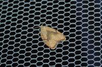 Acleris forsskaleana