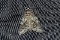 Cossus cossus
