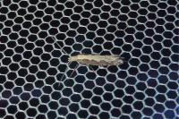 Plutella xylostella