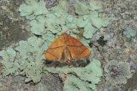 Apoda limacodes