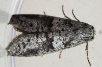 Penestoglossa dardoinella